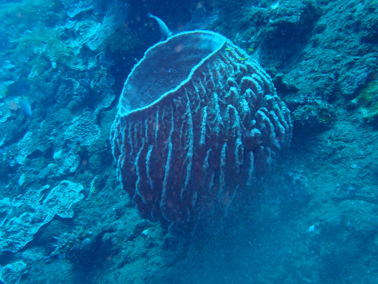 Xestospongia testudinaria